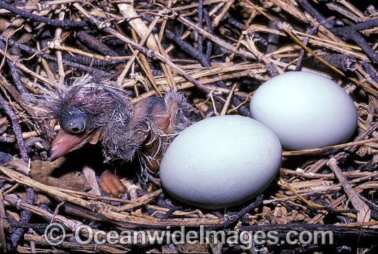 Eastern Reef Egret chick photo