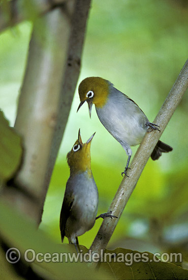 Capricorn Silvereye (Zosterops lateralis chlorocephalus) - pair showing territorial display. Found on the islands of the Capricorn and Bunker Groups, situated at the southern end of the Great Barrier Reef. Photo taken Heron Island, Queensland, Australia Photo - Gary Bell
