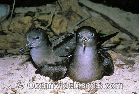 Courting Wedge-tailed Shearwater (Puffinus pacificus). Also known as Muttonbird and Sooty Shearwater. Heron Island, Great Barrier Reef, Queensland, Australia Photo - Gary Bell Courting Wedge-tailed Shearwater (Puffinus pacificus). Also known as Muttonbird and Sooty Shearwater. Heron Island, Great Barrier Reef, Queensland, Australia Photo - Gary Bell