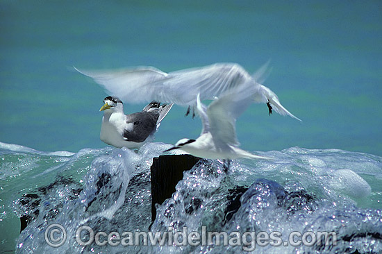 Black-naped Terns (Sterna sumatrana) and Crested Tern (Sterna gergil). Heron Island, Great Barrier Reef, Queensland, Australia Photo - Gary Bell Black-naped Terns (Sterna sumatrana) and Crested Tern (Sterna gergil). Heron Island, Great Barrier Reef, Queensland, Australia Photo - Gary Bell