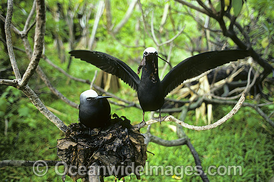 Nesting Black Noddy Anous tenuirostris photo Nesting Black Noddy Anous tenuirostris photo