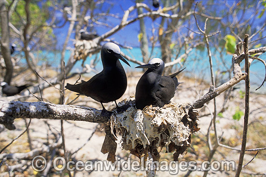 Nesting Black Noddy Anous tenuirostris photo