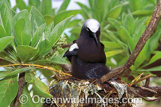 Black Noddy Anous tenuirostris with chick photo Black Noddy Anous tenuirostris with chick photo