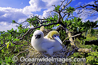 Red-footed Booby with chick Photo - Gary Bell
