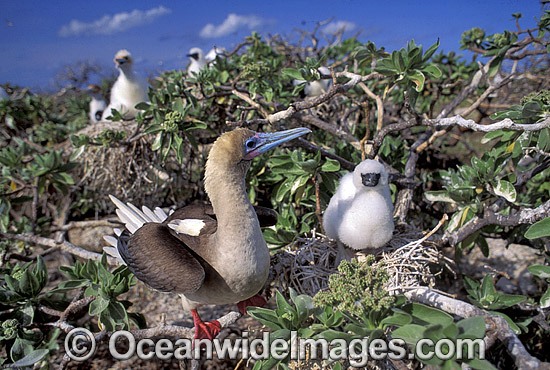 Red-footed Booby with chick photo