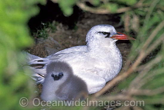 Red-tailed Tropicbird and chick photo