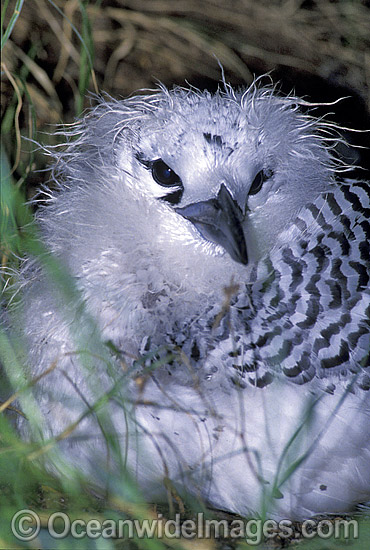 Red-tailed Tropicbird chick photo