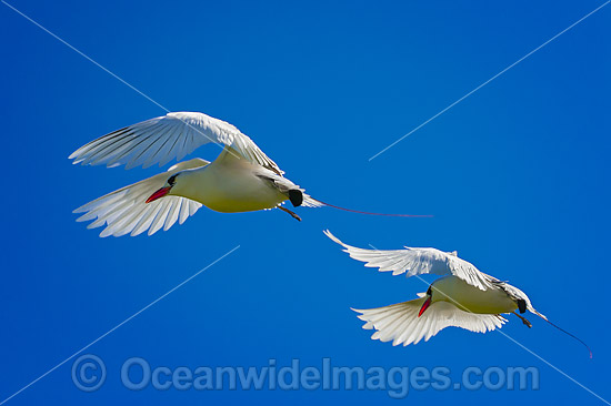 Silver Bosunbird (Phaeton rubricauda westralis), in flight. Also known as Red-tailed Tropicbird in other parts of Australia. Photo was taken on Christmas Island, Indian Ocean, Australia. Photo - Gary Bell Silver Bosunbird (Phaeton rubricauda westralis), in flight. Also known as Red-tailed Tropicbird in other parts of Australia. Photo was taken on Christmas Island, Indian Ocean, Australia. Photo - Gary Bell