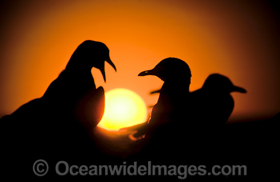 Silver Gulls Larus novaehollandiae at sunset photo