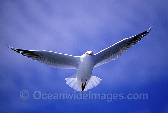 Silver Gull Larus novaehollandiae photo