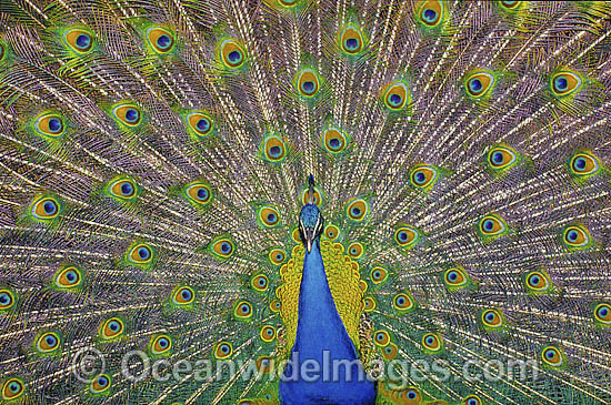 Peacock during courtship display photo Peacock during courtship display photo