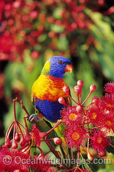 Rainbow Lorikeet (Trichoglossus haematodus) feeding on eucalypt flowers. Coffs Harbour, New South Wales, Australia Photo - Gary Bell Rainbow Lorikeet (Trichoglossus haematodus) feeding on eucalypt flowers. Coffs Harbour, New South Wales, Australia Photo - Gary Bell