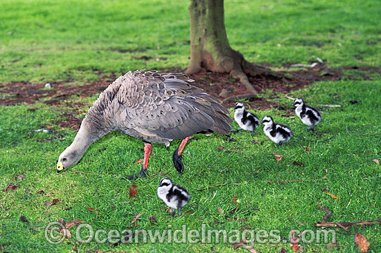 Cape Barren Goose (Cereopsis novaehollandiae) with gosling chicks. Tasmania, Australia Photo - Gary Bell Cape Barren Goose (Cereopsis novaehollandiae) with gosling chicks. Tasmania, Australia Photo - Gary Bell