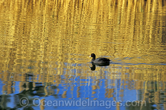 Eurasian Coot (Fulica atra) on reed reflected pond. Glen Helen Gorge, Central Australia Photo - Gary Bell Eurasian Coot (Fulica atra) on reed reflected pond. Glen Helen Gorge, Central Australia Photo - Gary Bell