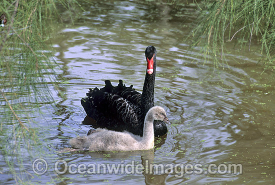 Black Swan Cygnus atratus with sygnet photo Black Swan Cygnus atratus with sygnet photo