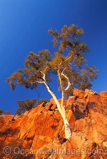 Ghost gum MacDonnell Ranges photo