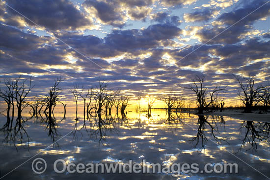 River Red-gum Trees and reflected cloud. Lake Menindee, Near Broken Hill, New South Wales, Australia Photo - Gary Bell