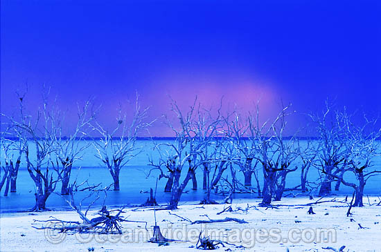 Lake Menindee River Red Gums photo Lake Menindee River Red Gums photo