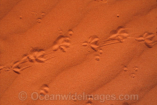 Lizard footprints on sand dune photo Lizard footprints on sand dune photo