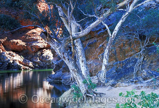 River Red Gums (Eucalyptus camaldulensis) at Ormiston Gorge. MacDonnell Ranges, Central Australia Photo - Gary Bell