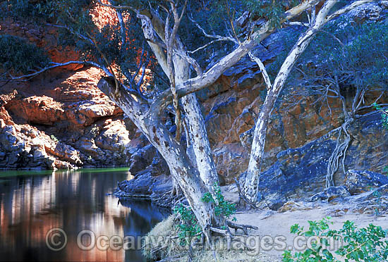 River Red Gums (Eucalyptus camaldulensis) at Ormiston Gorge. MacDonnell Ranges, Central Australia Photo - Gary Bell River Red Gums (Eucalyptus camaldulensis) at Ormiston Gorge. MacDonnell Ranges, Central Australia Photo - Gary Bell