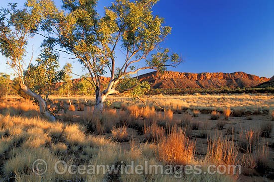 Ghost gum MacDonnell Ranges photo