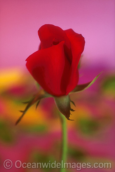 Red Rose photo