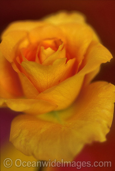 Yellow Rose photo