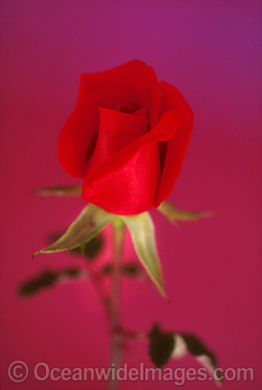 Red Rose photo