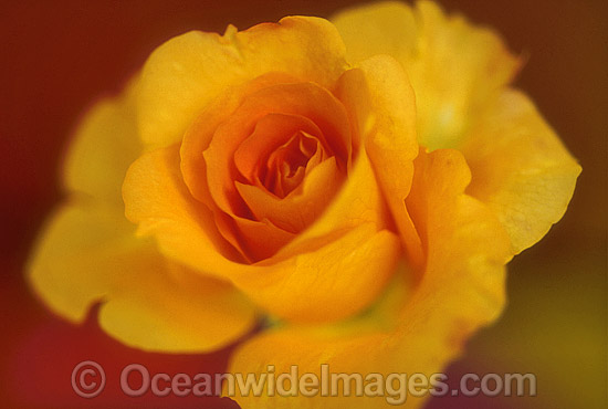 Yellow Rose photo