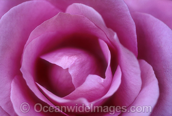 Pink Rose photo