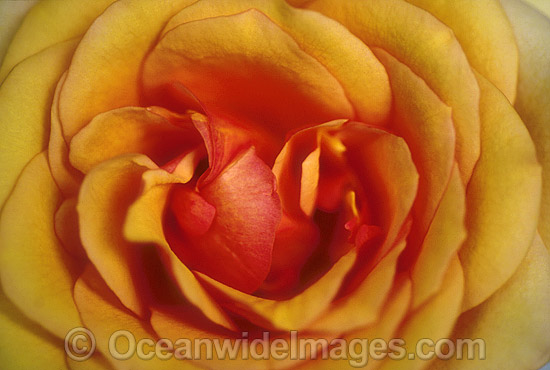Yellow Rose (Rosa sp.). New South Wales, Australia Photo - Gary Bell