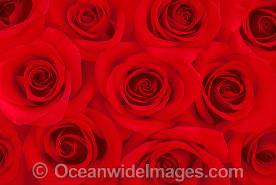 Red Roses photo Red Roses photo