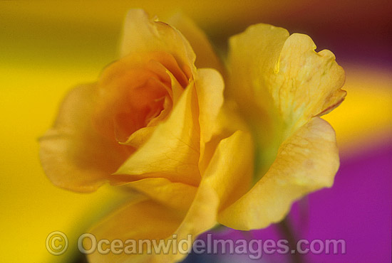 Yellow Rose photo Yellow Rose photo