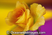 Yellow Rose Photo - Gary Bell