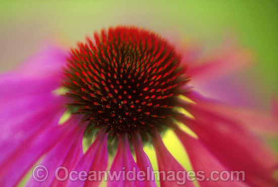 Echinacea flower Purple Coneflower photo