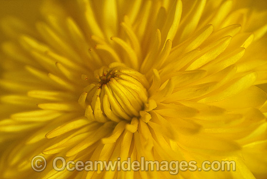 Yellow Chrysanthemum (Chrysanthemum morifolium). New South Wales, Australia Photo - Gary Bell