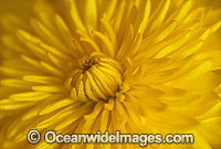 Yellow Chrysanthemum Photo - Gary Bell