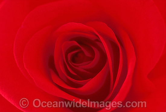 Red Rose photo