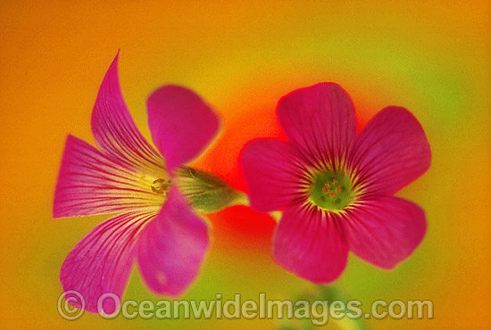 Pink clover photo