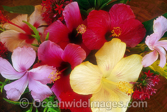 Hibiscus flower photo