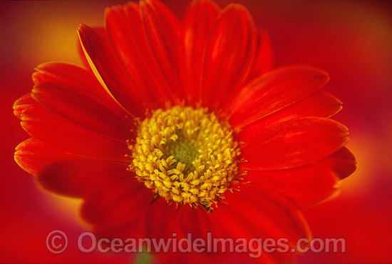 Orange Gerbera photo