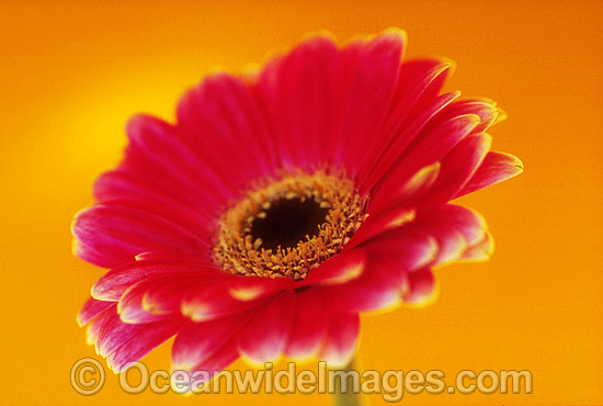 Pink Gerbera photo Pink Gerbera photo