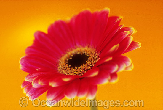 Pink Gerbera photo