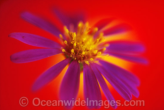 Easter Daisy photo