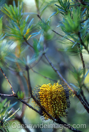 Hill Banksia flower Banksia collina photo Hill Banksia flower Banksia collina photo