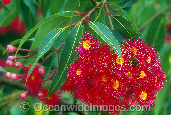Eucalyptus gum tree flowers photo Eucalyptus gum tree flowers photo