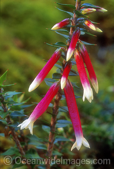 Flower of a Fuschia Heath (Epacris longiflora). New England National Park, New South Wales, Australia Photo - Gary Bell
