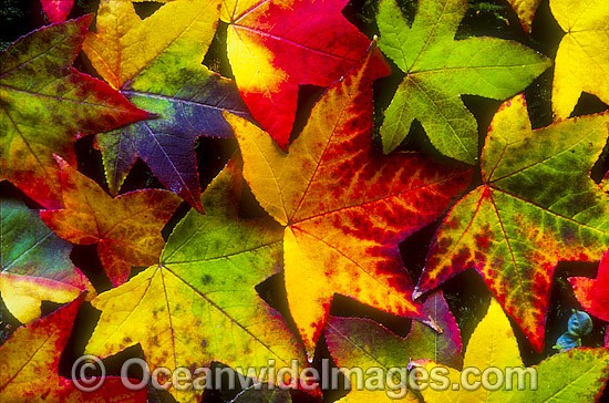Autumn leaves of the Liquid Amber tree (Liquidambar styraciflua). New South Wales, Armidale, Australia Photo - Gary Bell