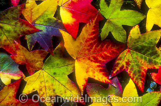 Autumn leaves of the Liquid Amber tree photo Autumn leaves of the Liquid Amber tree photo
